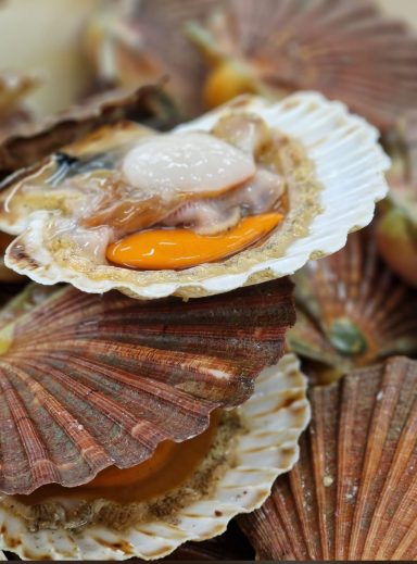 frische Jakobsmuscheln